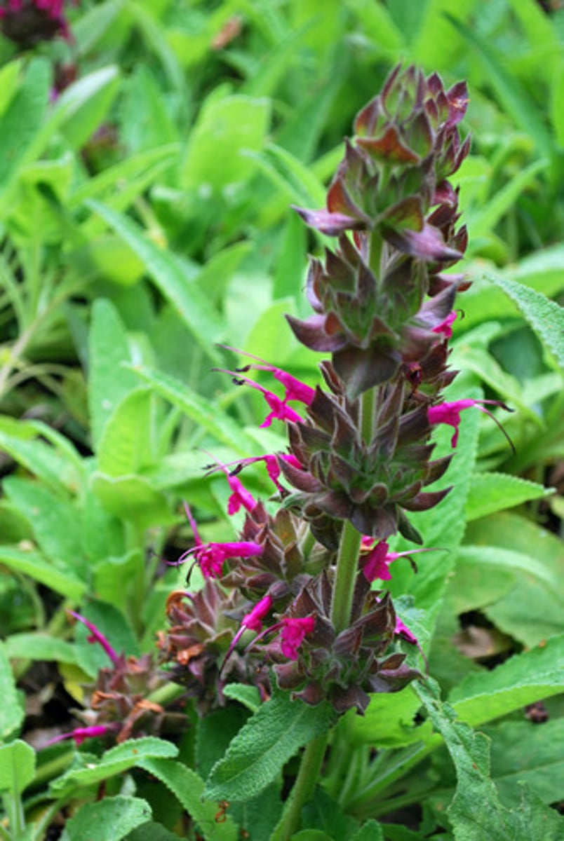 <p>Salvia spathacea (oak woodland)</p><p>Leaves: Large, hairy, aromatic.</p><p>Flowers: Pink to purple, tubular; attracts hummingbirds.</p>