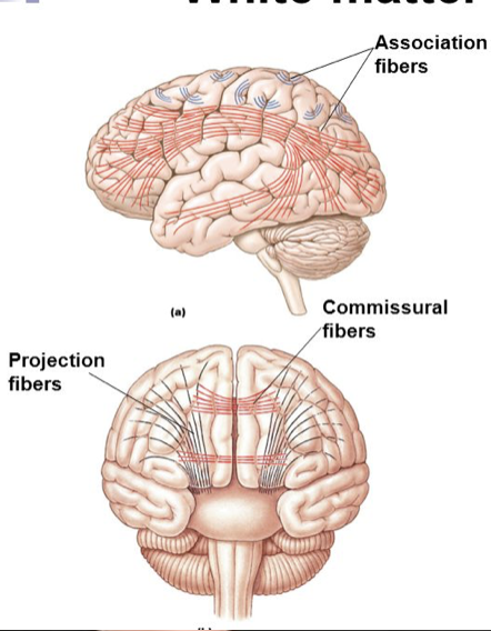 <ul><li><p>association fibers: connect gyro in same hemisphere </p></li><li><p>commissural fibers connect gyro in opposite  hemispheres </p></li><li><p>projection fibers: connect cerebrum with other parts of brain and spinal cord </p></li></ul><p></p>