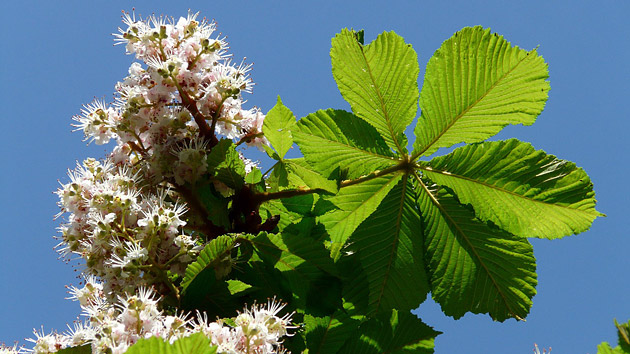 <p>jílovec maďal </p>