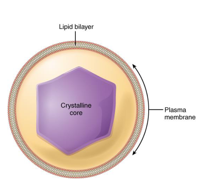 <p>Membrance-bound organelle that contains mostly enzymes</p><p><strong>Lipid metabolism</strong></p><p><strong>Chemical Detoxification through Peroxide</strong></p><ul><li><p>Complicated chemistry</p></li></ul><p></p>