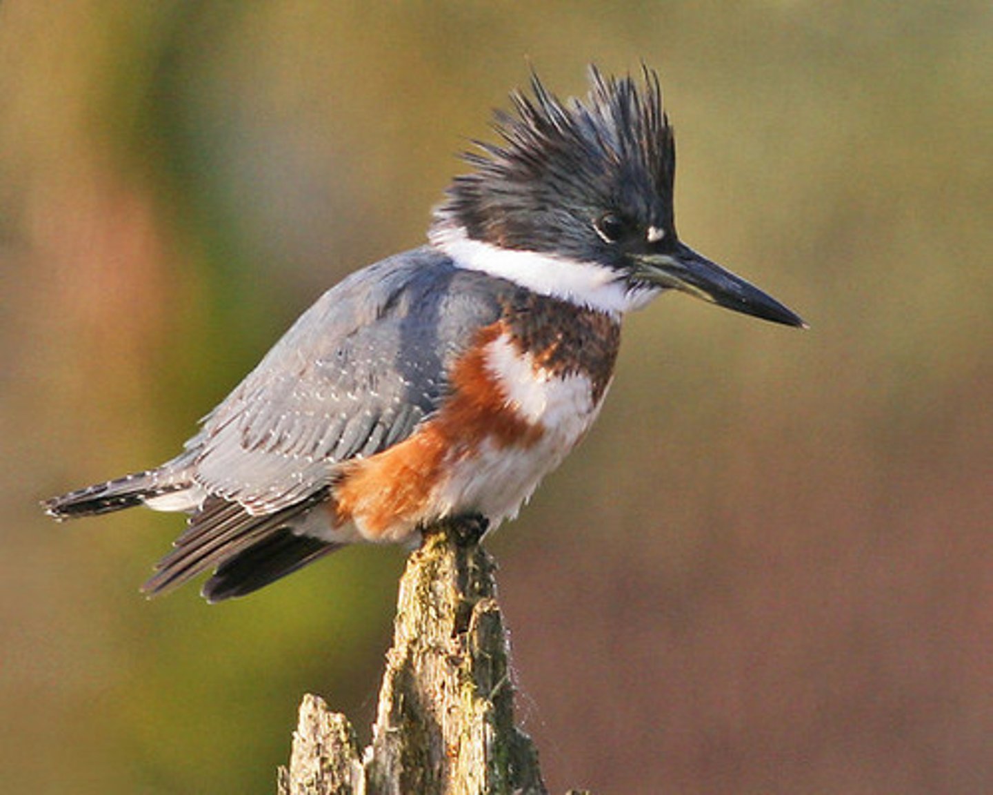 <p>Belted Kingfisher</p>