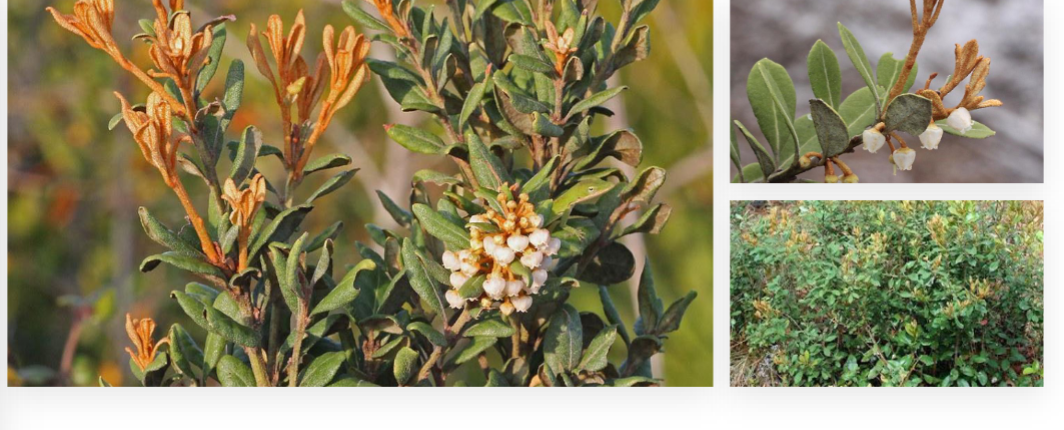 <p>rusty staggerbush, Ericaceae family</p><p>shrub</p><p>red tips at ends of branches</p><p>downward facing, vase like flowers</p><p>tough, leathery leaves</p><p>*ly on a fer rug ginea </p>