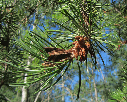 <p>(Pinus banksiana)</p>