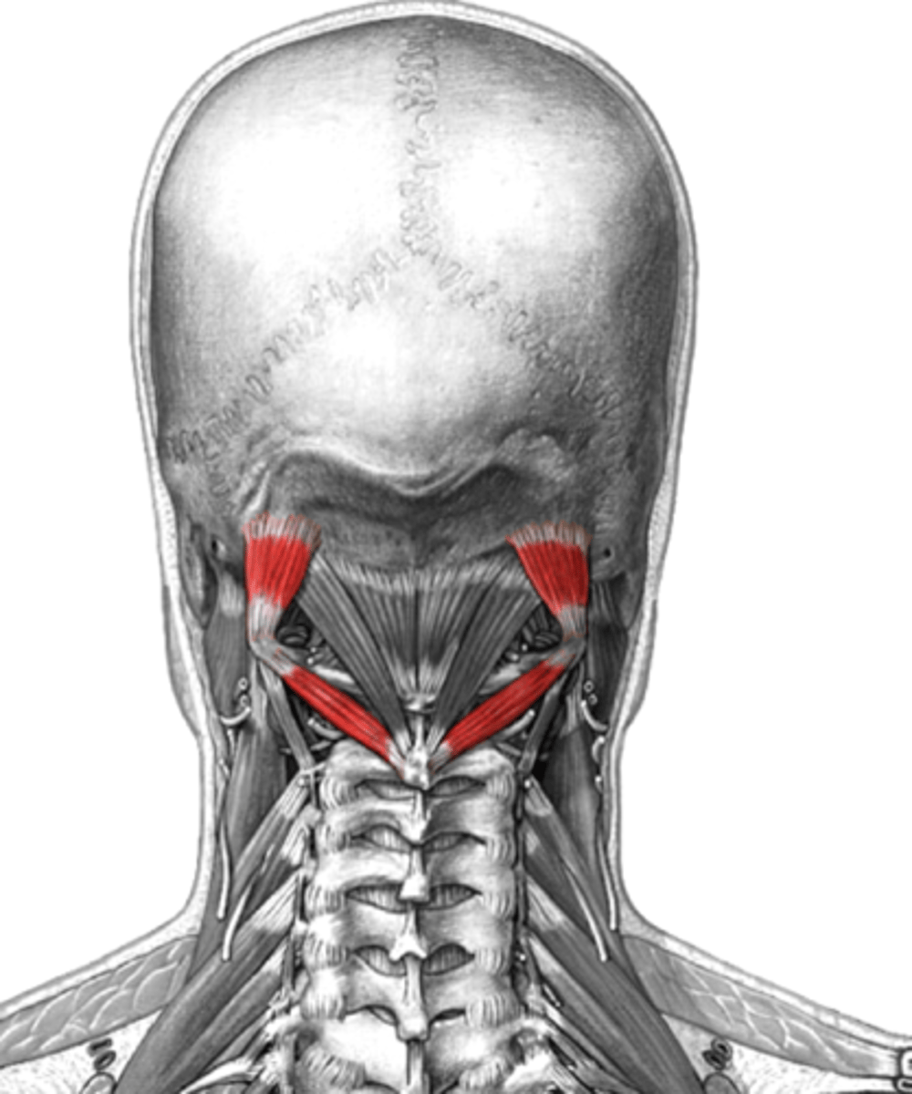 <p>rotate head</p>