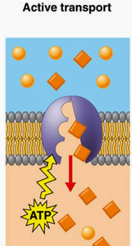 <p>type of diffusion that requires <strong>energy </strong>to <em>transport </em>the material across the membrane</p>