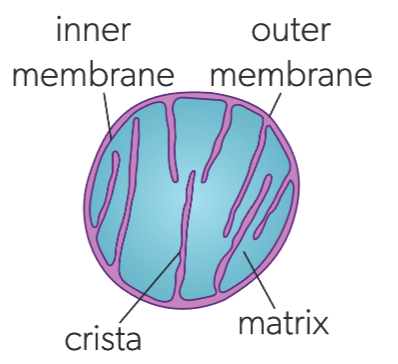 <p>mitochondria</p>