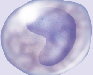 <p><span>Agranulocytes – Monocyte</span></p>