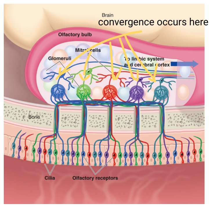 Olfactory cells will send a message to a glomerus (convergence occurs) which will then send the message to mitral cells. The tracts extend to the primary olfactory cortex in the temporal lobe where the information can be interpreted.
