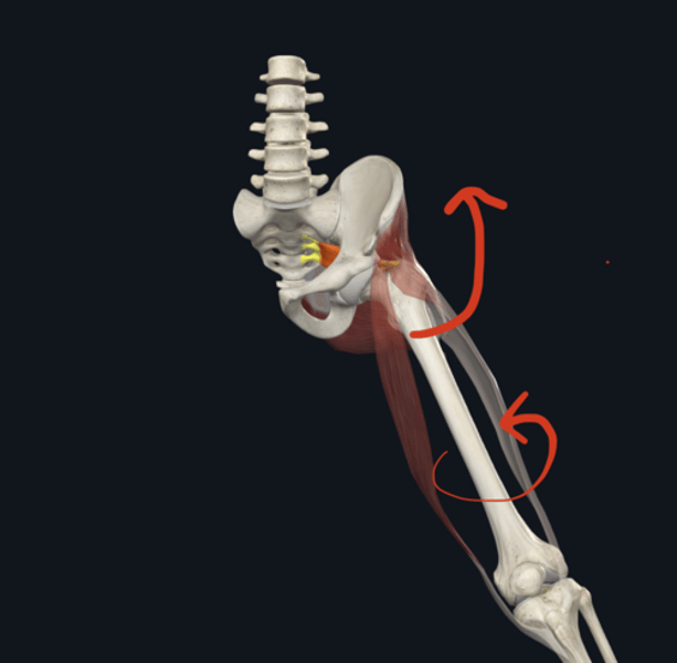 <p>Action: Piriformis</p>