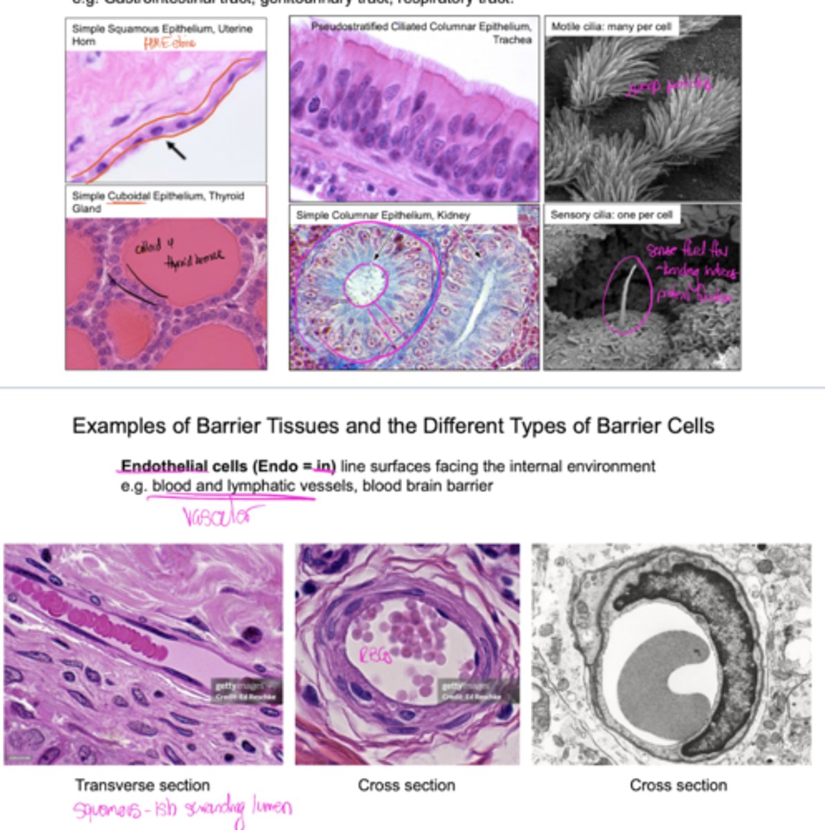 <p>Epithelial cells line surfaces of tracts facing the external environment.</p><p>Endothelial cells line the surfaces facing internal environment.</p>