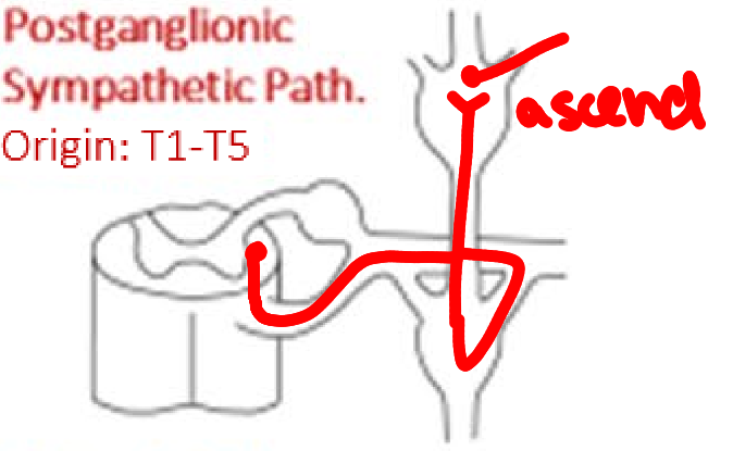 <ul><li><p>After entering the sympathetic chain from thoracic levels T1-T5, these fibers ascend to the middle and inferior cervical ganglia</p></li><li><p>They synapse</p></li><li><p>From there they simply exit the sympathetic chain and travel to the following plexuses</p></li></ul><p></p>