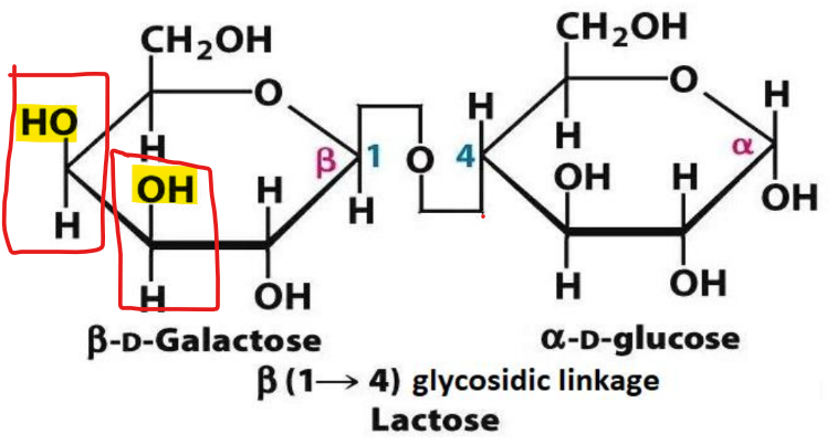 <ul><li><p>glucose + galactose </p></li><li><p>reducing sugar </p></li><li><p>b - 1,4 glycosidic bond </p></li></ul><p></p>