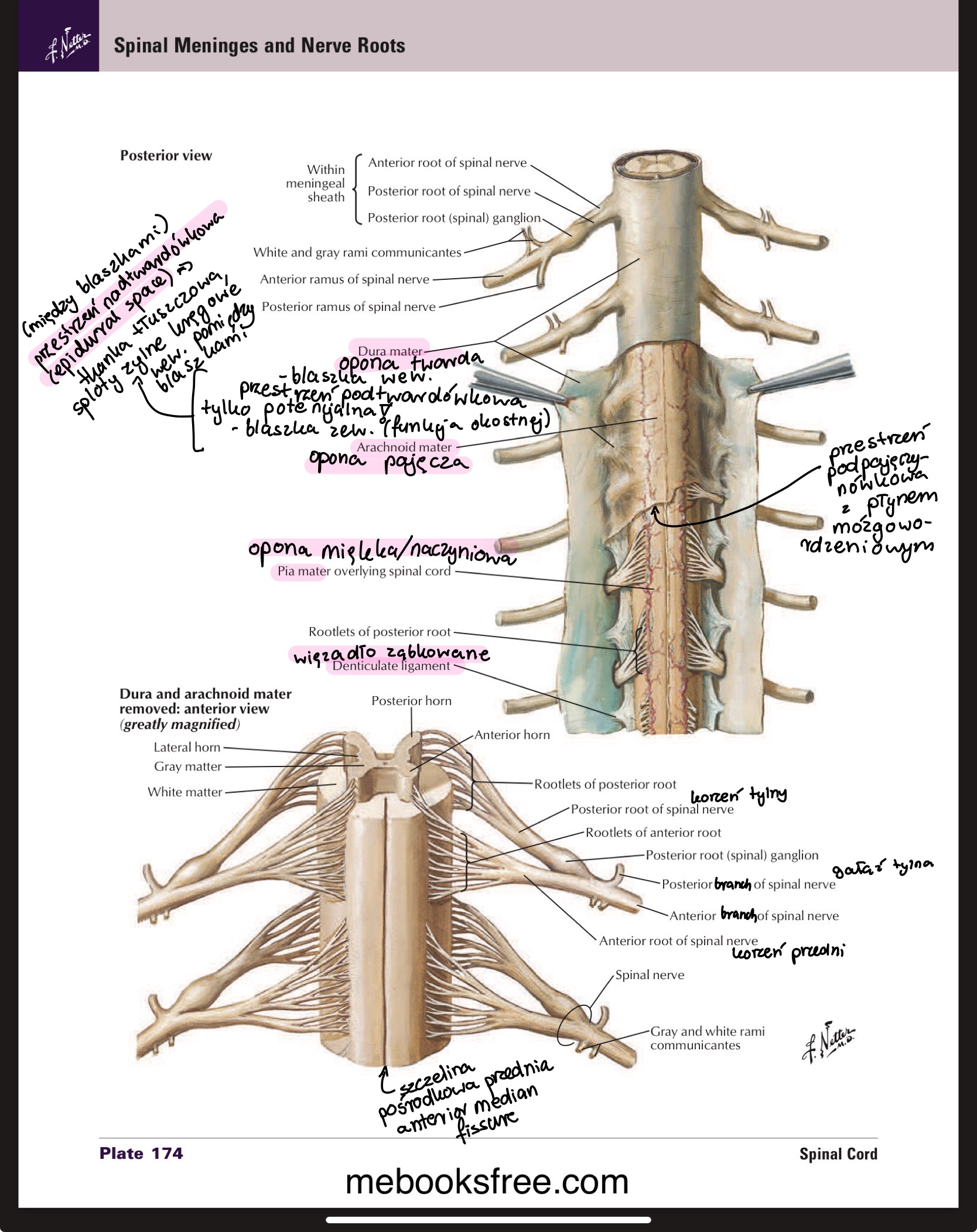 <ul><li><p>płyn mózgowo-rdzeniowy (cerebrospinal fluid)</p></li><li><p>korzenie przednie i tylne nerwów rdzeniowych</p></li><li><p>więzadła ząbkowane od C1 do L3</p></li></ul>