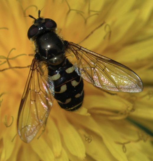 <p>only one pair of wings, halteres, short antennae generally</p>