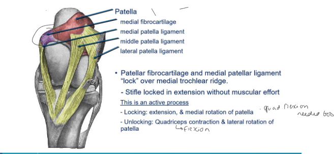 <p>yes it’s active</p><p>Controlled: - quadriceps extends, patella rotates medially</p><p>Unlocked: Quadriceps flexes, patella rotates laterally</p>