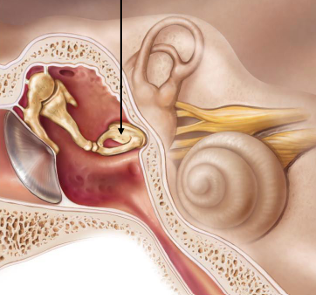 <p>What does the stapes do?</p>