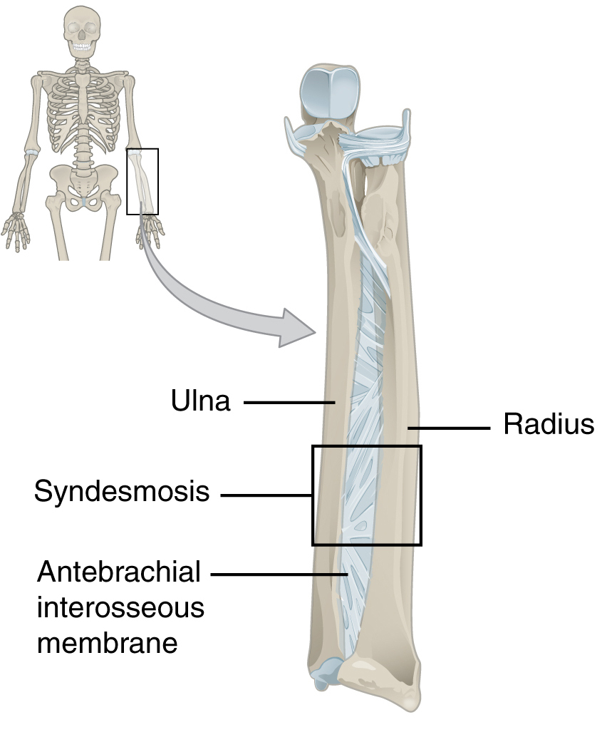 <p>btwn ulna and radius</p>