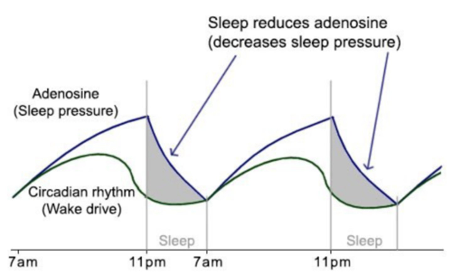 <p>Process S</p><p>driver of sleep</p><p>cellular metabolism generates adenosine -&gt; adenosine receptor stimulation promotes sleep</p><p>adenosine is recycled in sleep -&gt; improved wakefulness the next day</p><p>ATP ⇌ adenosine ⇌ sleep</p>
