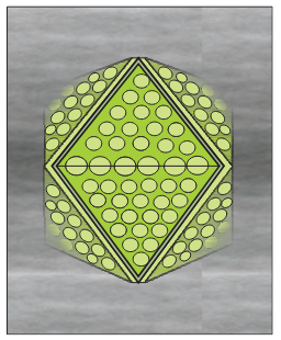 <p>What is the name of this organism?</p>