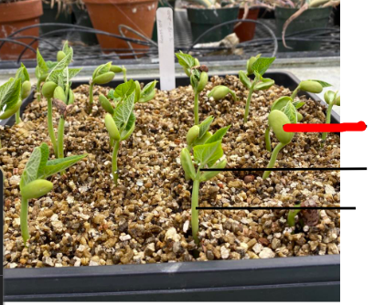 <p>What is being depicted in this 1 week old bean seedling</p>