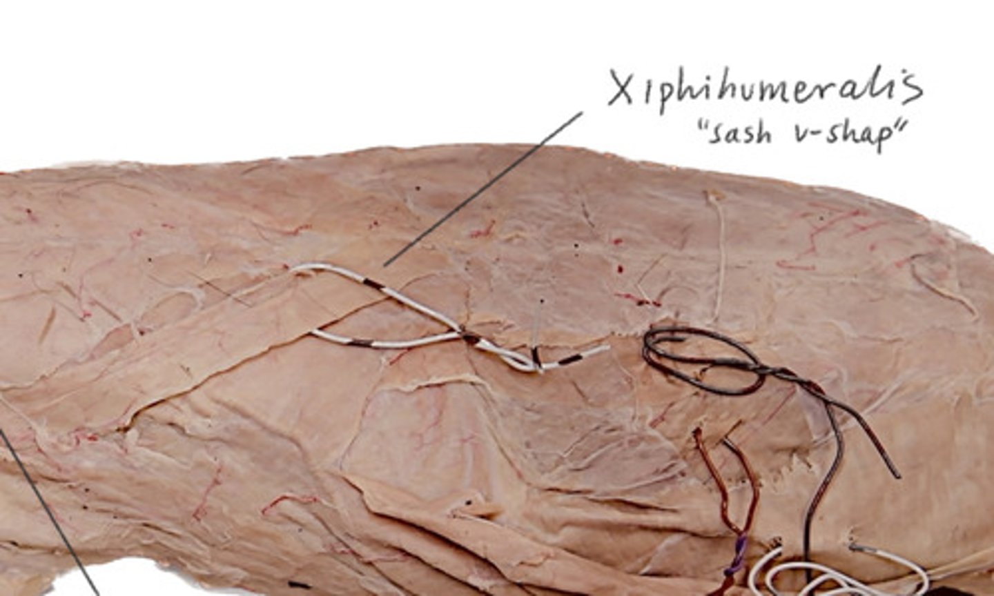 <p>Like a sash across the cat</p>