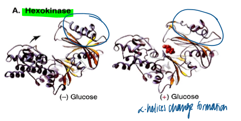 <p>ex of ligand-induced conformational change </p><ul><li><p>glucose binding brings 2 domains closer together so that they are then surrounding glucose </p></li></ul><p></p>