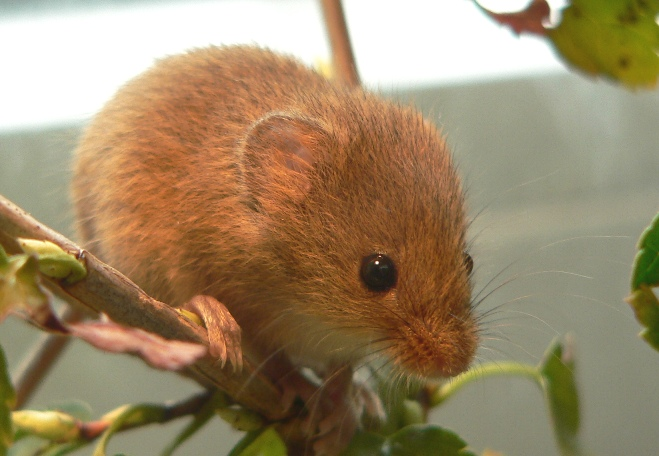 <p><em>Micromys minutus </em></p>
