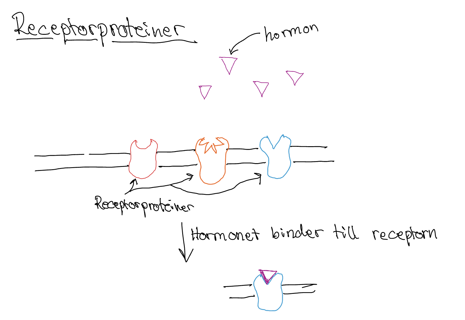 <p>Protein som binder till hormonet &amp; aktiverar biokemiska processer.</p><p>När hormonet binder in till receptorn ändras receptorns form &amp; signalen i cellen startar.</p><p>Olika typer av signlaer:</p><p>Akriverar/inaktiverar enzym</p><p>Genregliering eller genaktivering</p><p>Öppna/stänga jonkanlaer</p><p>Stimulera utsöndring</p><p>Stimulera celldelning</p>