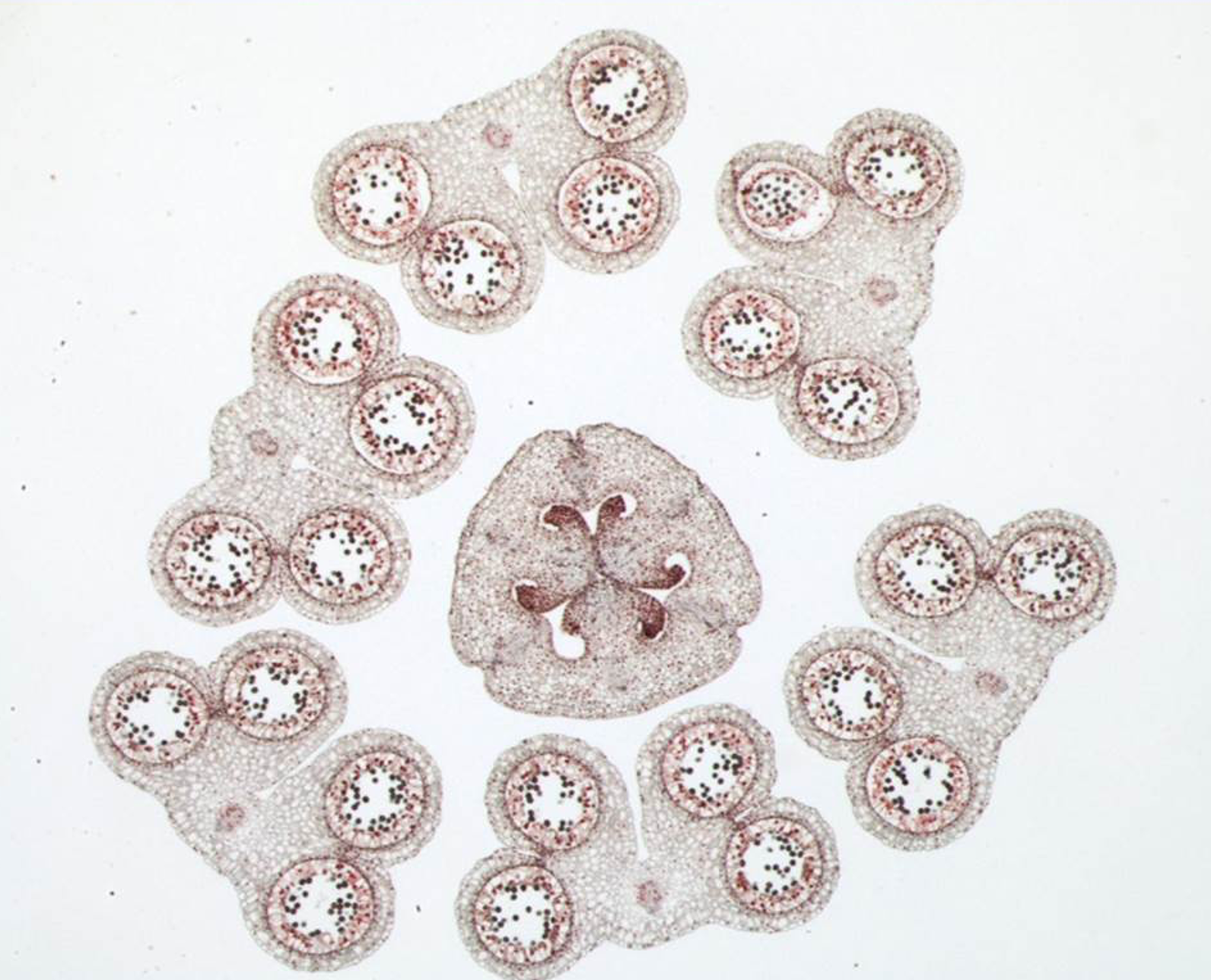 <p>cross section of flowering plant</p>