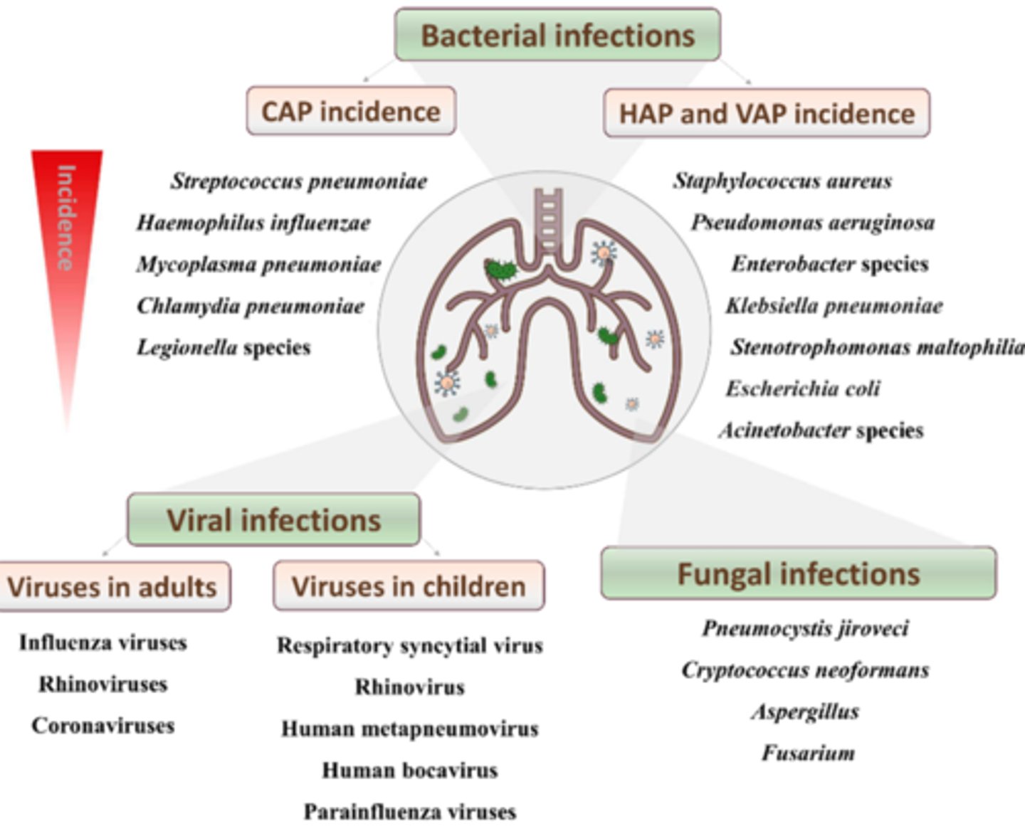 <p>- Strep pneumoniae </p><p>- Haemophilius influenzae</p><p>- Mycoplasma pneumoniae </p><p>- Chlamydia pneumoniae</p><p>- Legionella species </p>