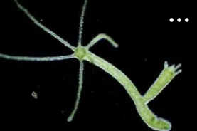 <ol><li><p>Asexual vs Sexual Reproduction (basic) <span data-name="family_man_boy" data-type="emoji">👨‍👦</span></p></li></ol><p>What is <u>asexual</u> reproduction?</p>