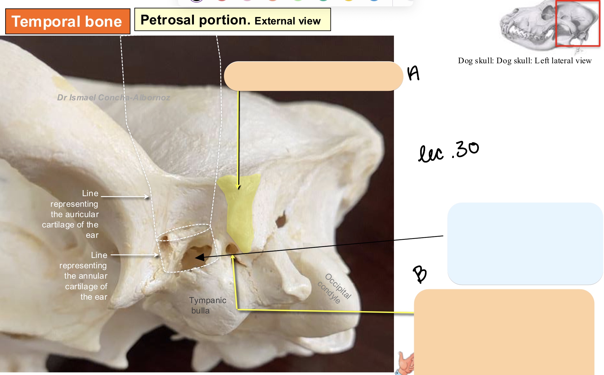 <p>Name the structure(s) indicated by&nbsp;a and b. </p>