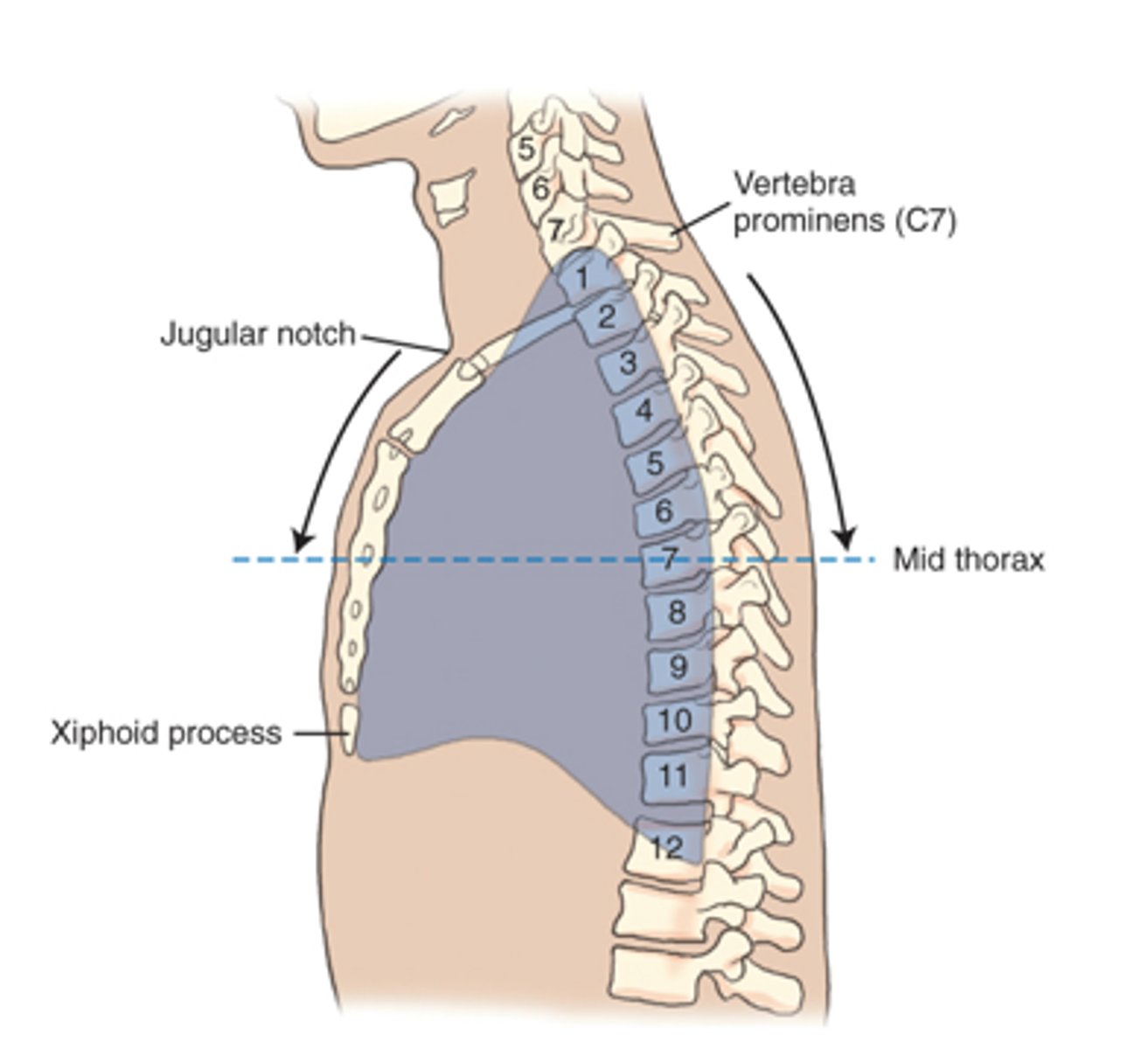 <p>b. vertebra prominens.</p>