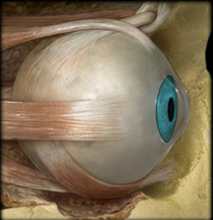 <p>name the part and layer of the eye</p>