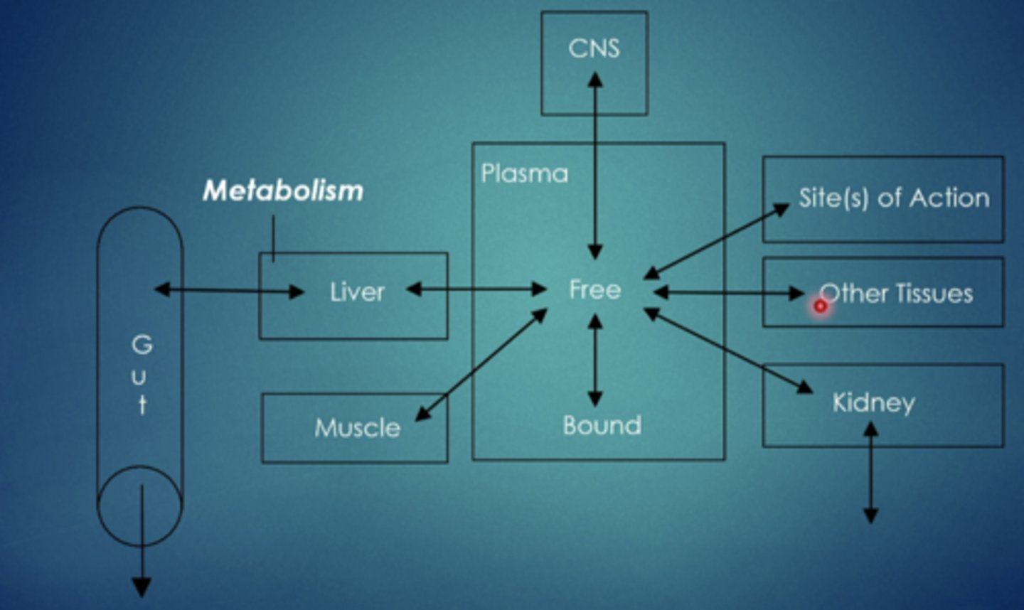 <p>biotransformation of drug into different (more water soluble) form, primarily occurs in the liver but enzymes are all over the body performing metabolic functions </p>