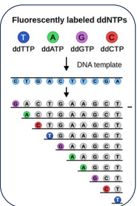 <p>A DNA template (DNA to be read) is put into solution with a dNTP reaction mix which contains a small amount of fluorescently labeled ddNTPs. The template is copied by DNA polymerase, thus forming a chain of dNTPs. When a ddNTP is attached, the chain elongation stops. ddNTPs are implemented randomly, thus forming many chains of the same DNA but at different lengths. The chains are then put through a gel or capillary and separated by electrophores, which causes smaller chains (light weights) to travel faster than larger, and thus separating them based on chain length. A machine can then recognize the fluorescently labelled ddNTPs, and because of the different lengths of the chain, the sequence can be read out.</p><p></p><p>dNTP - high concentration</p><p>ddNTP - low concentration . ddNTP has a H where dNTP has an OH. dNTP uses this OH to elongate the chain, but this cannot happen with ddNTP due to the absence of OH. </p>