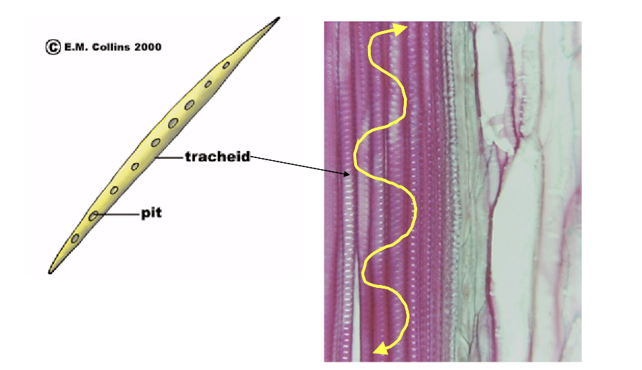 <ul><li><p><strong>tracheids:</strong> long zylem cells, full of holes called pits, empty and dead at maturity</p></li><li><p><strong>water moves between tracheids in continuous flow</strong></p><ul><li><p><strong>all tracheophytes have xylem cells called tracheids</strong></p></li></ul></li></ul><p></p>