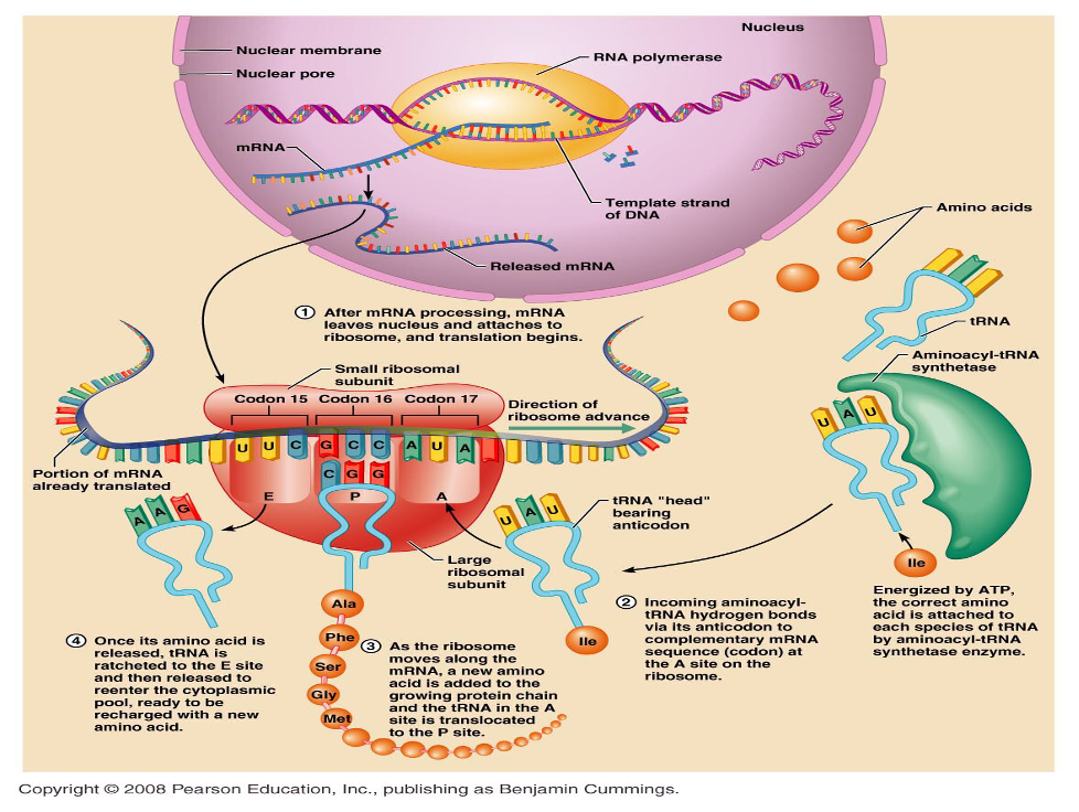 TRANSLATION: mRNA - Protein