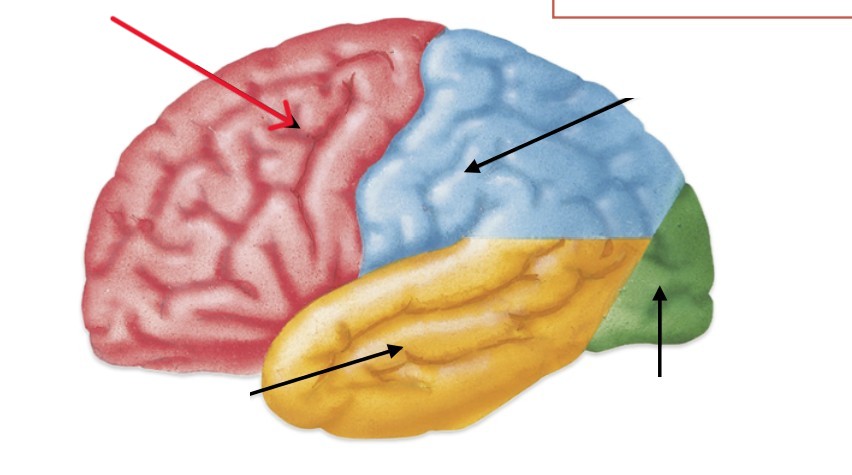 <p>Which part of the cerebrum is:</p><ul><li><p>Largest and most anterior</p></li></ul><p></p>