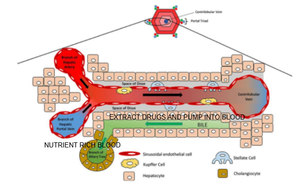 <p>Hepatocytes, the liver’s functional cells, pump drugs and waste into the bile duct for excretion.</p>