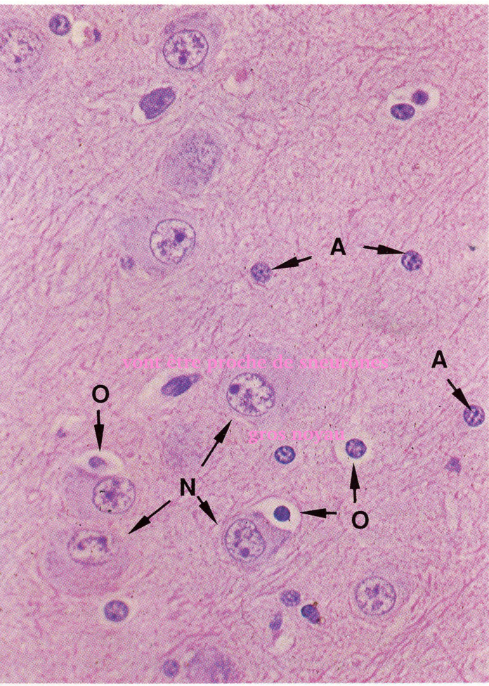 <p>A, N, O</p>