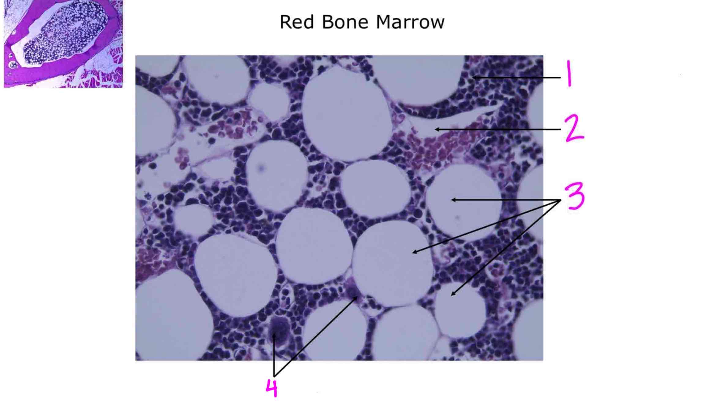 <ol><li><p></p></li><li><p></p></li><li><p></p></li><li><p></p></li></ol>