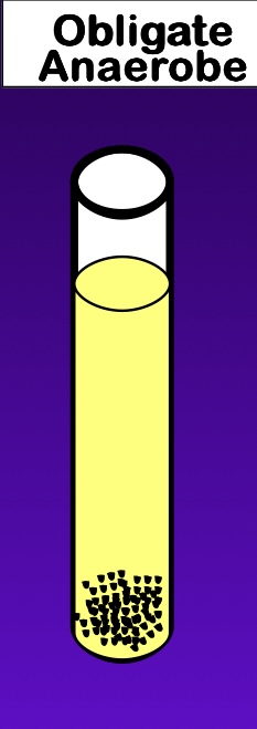 <p>grow in the absence of oxygen</p>