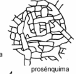 <p>Tejido fúngico formado por hifas entrelazadas que conservan su forma individual.</p>