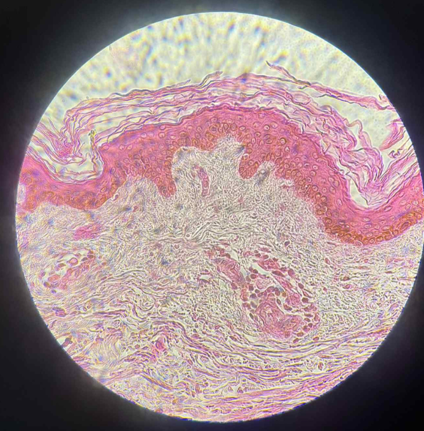 <p>what are the functions of this?</p>