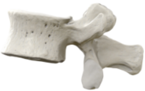 <p>Which area is pictured vertebra from?</p>