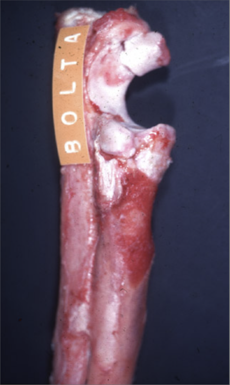<p><span style="background-color: transparent;">This was taken from a 7 month German Shepherd.&nbsp;</span></p><p><span style="background-color: transparent;">What could cause the lesion presented?</span></p>