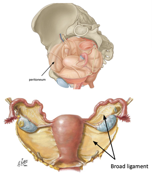 <ul><li><p><span style="background-color: transparent;"><span>draping of peritoneum over the uterus and adnexa&nbsp;</span></span></p></li><li><p><span style="background-color: transparent;"><span>has three parts</span></span></p><ul><li><p><span style="background-color: transparent;"><u><span>mesometrium</span></u><span> </span></span></p></li><li><p><span style="background-color: transparent;"><u><span>mesosalpinx</span></u><span> </span></span></p></li><li><p><span style="background-color: transparent;"><u><span>mesovarium</span></u></span></p></li></ul></li></ul><p></p>