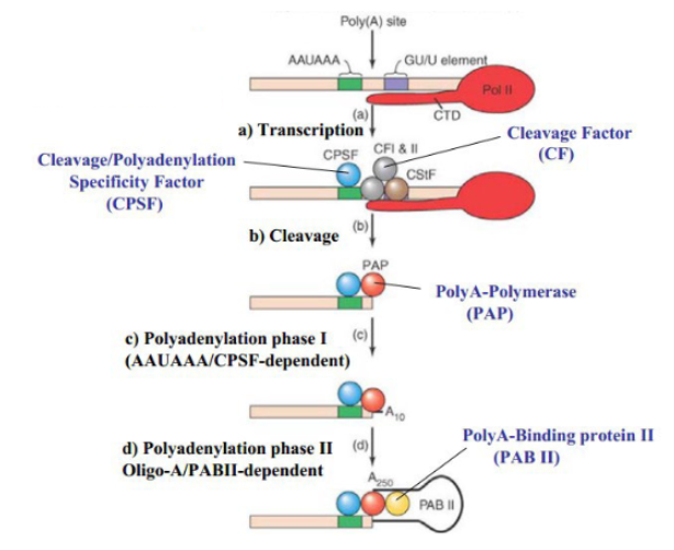 <p>factors recognize the polyadenylation signal on the RNA and cleave off RNA after the signal. polyA-polymerase (PAP) adds a poly-A tail starting from that cleavage site.</p>