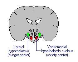 <p>lateral hypothalamus</p>